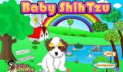 Baby Shih-Tzu