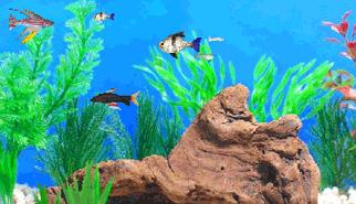 Gioca a L'Acquario - Fish Tycoon