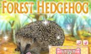 Il Riccio - Forest Hedgehog