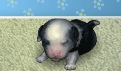 Il mio Cagnolino - My Dog: accudire, dogsitter, animali, cani