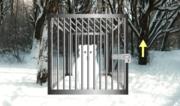 Snow Bear Forest Rescue Escape