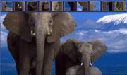 Elefanti Selvaggi - Wild Elephants