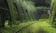 Abandoned Forest Train Route
