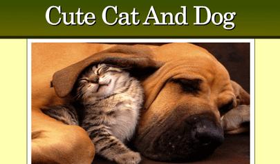 Cani e Gatti - Cute Cat And Dog