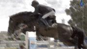 Salto a Cavallo - Show Jumping